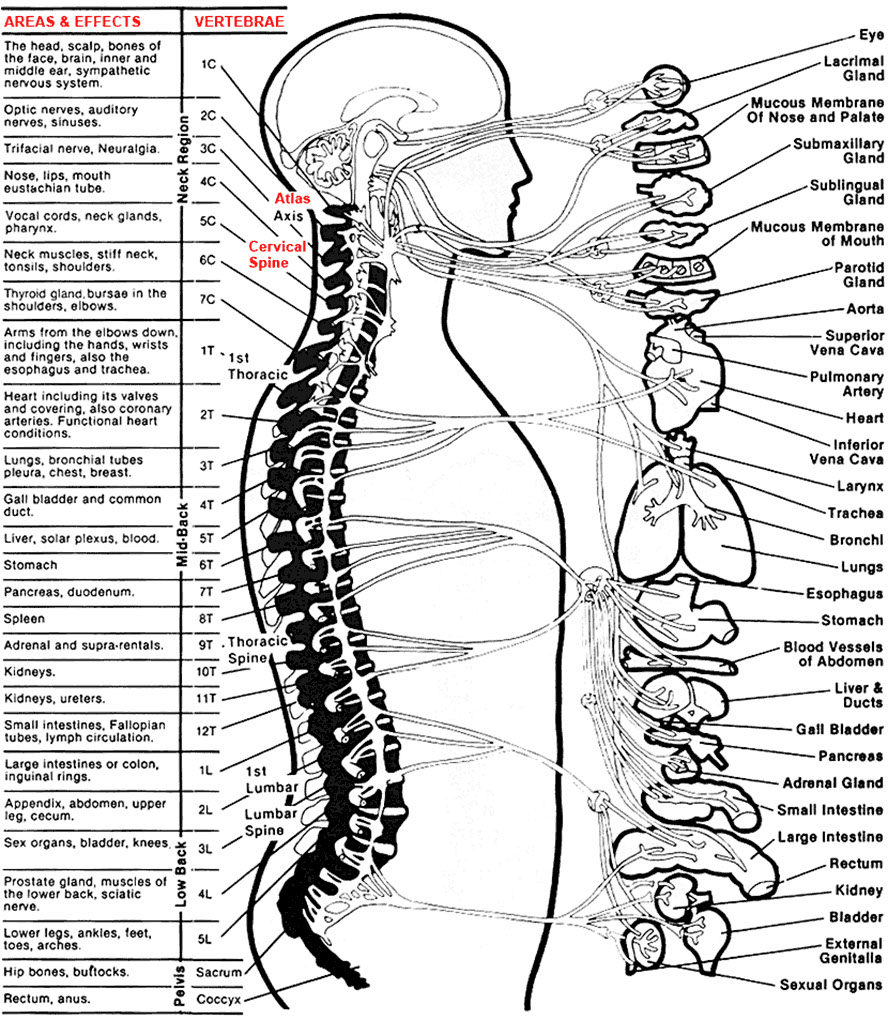 Chiropractic Chart Of The Spine